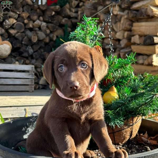 Shannon, Chocolate Labrador Retriever Puppy